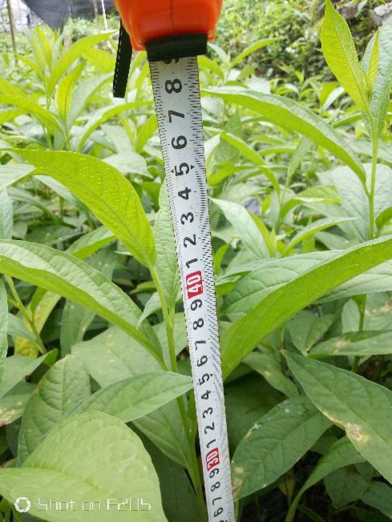 黄花倒水莲，尺寸看图。，