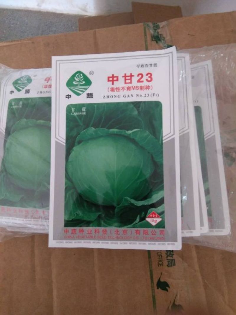中甘21,常年批发