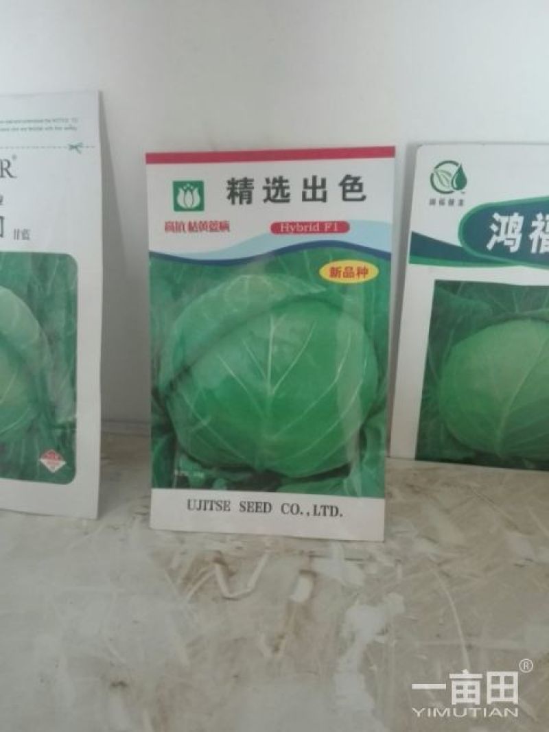 中甘21,常年批发