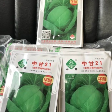中甘21,常年批发