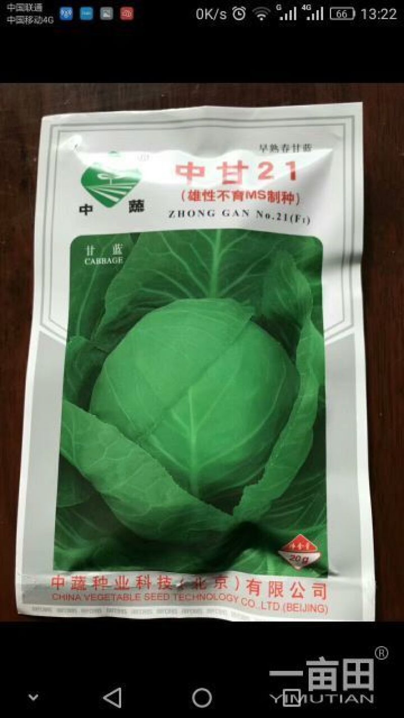 中甘21,常年批发