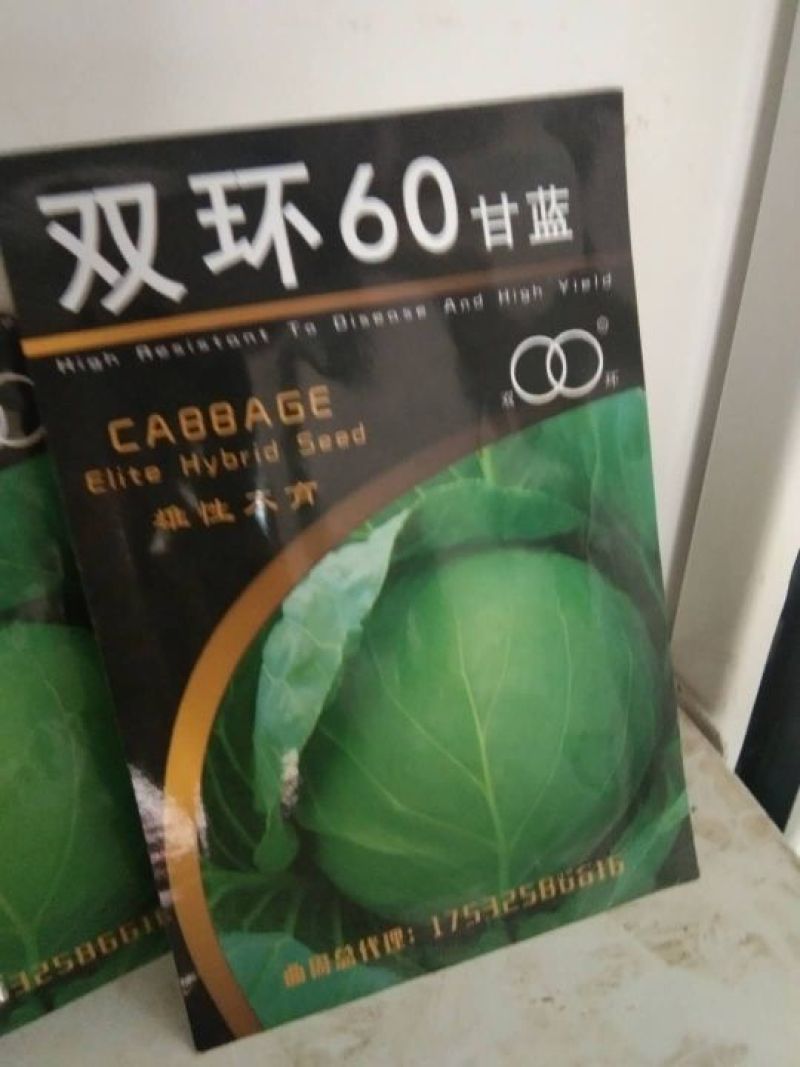 中甘21,常年批发