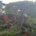 造型松树