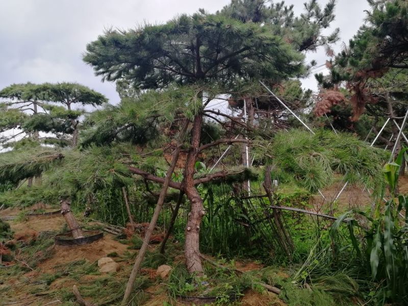 造型松树