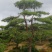 造型松树
