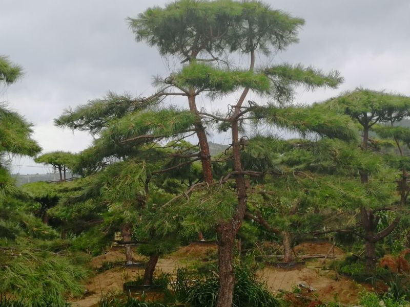 造型松树