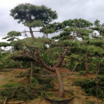 造型松树