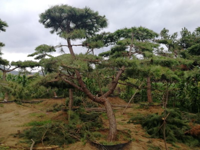 造型松树