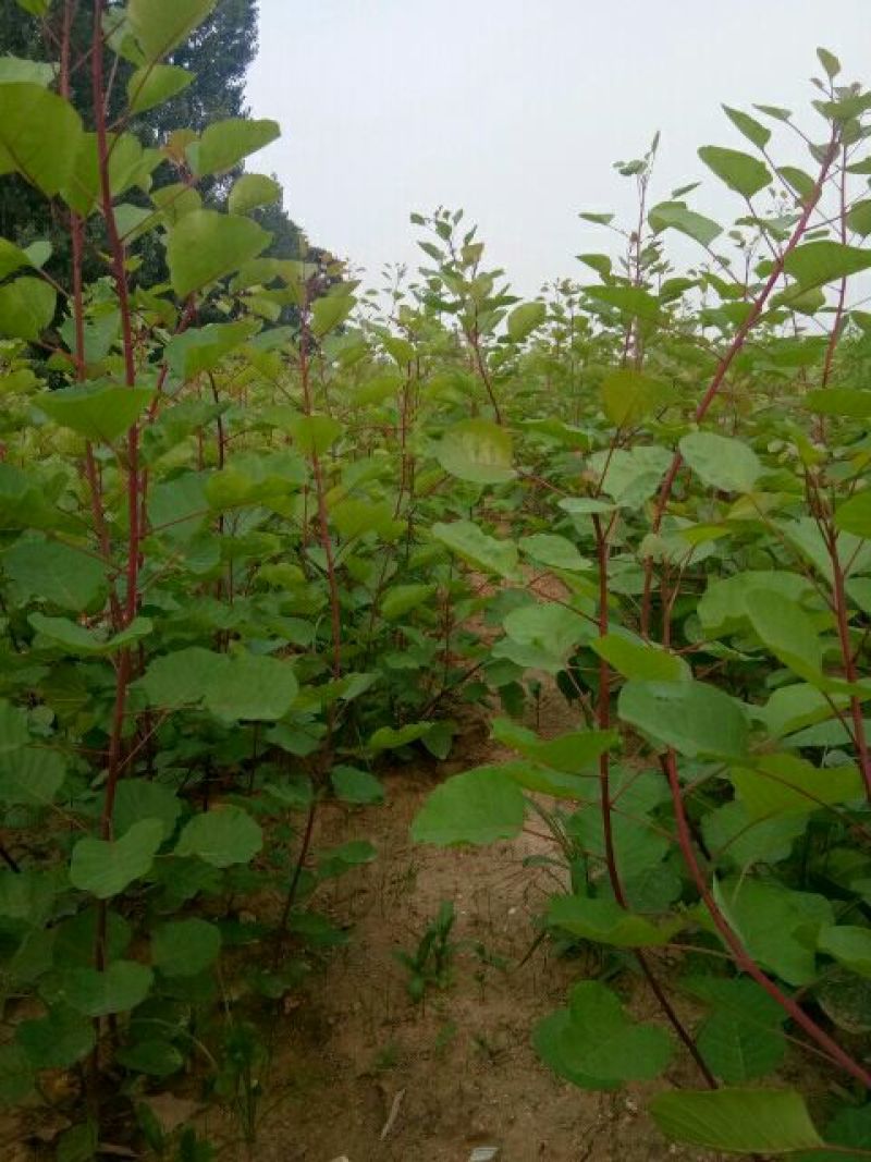 黄栌苗，各种规格要求的黄栌苗，一年小苗，二年规格苗。