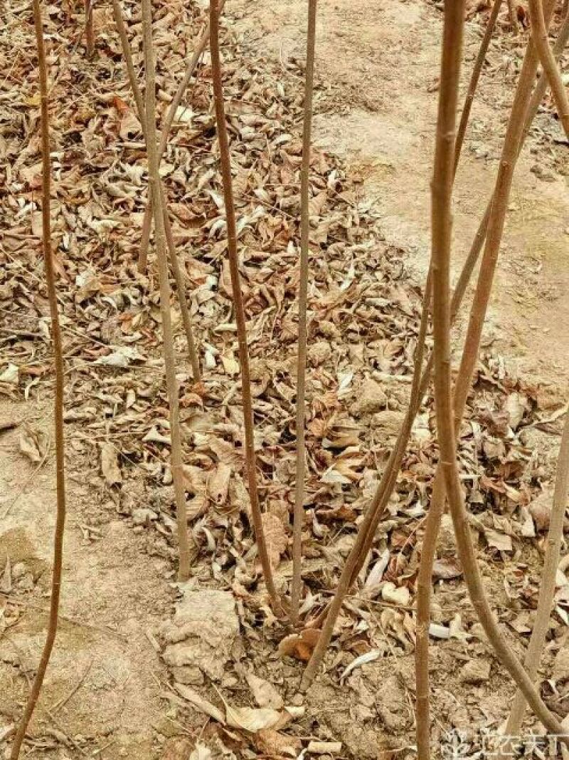 黄栌苗，各种规格要求的黄栌苗，一年小苗，二年规格苗。