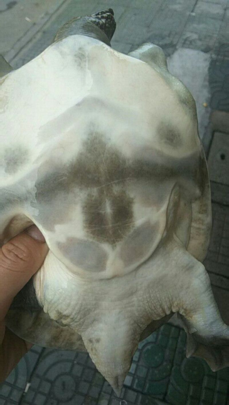苏北正宗野生甲鱼