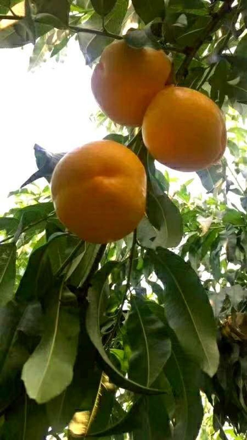 黄毛桃，芒果味，批发，零售，一件代发，包邮