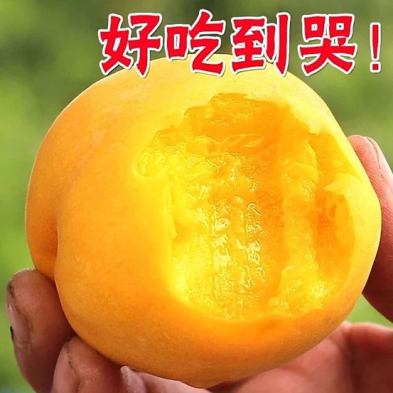 黄毛桃，芒果味，批发，零售，一件代发，包邮