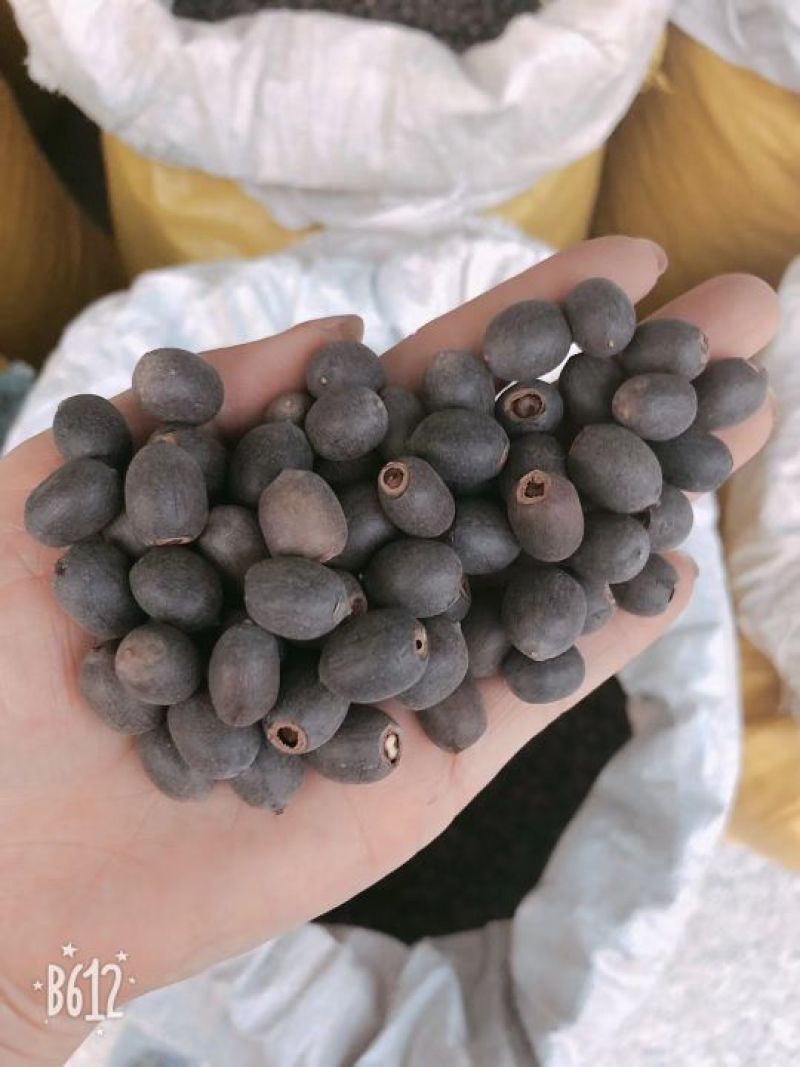 碗莲种子四季播种，水培植物，见水就活1斤400多粒