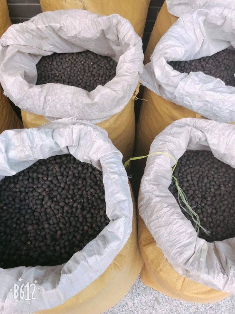 碗莲种子四季播种，水培植物，见水就活1斤400多粒