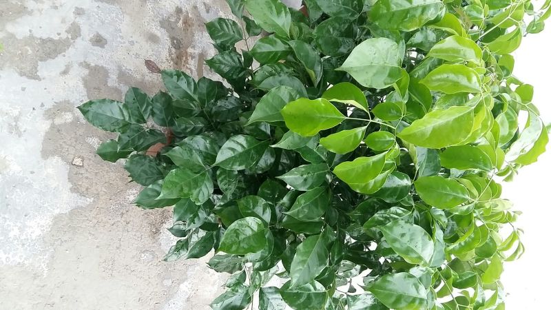 观叶绿宝