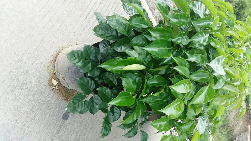 观叶绿宝