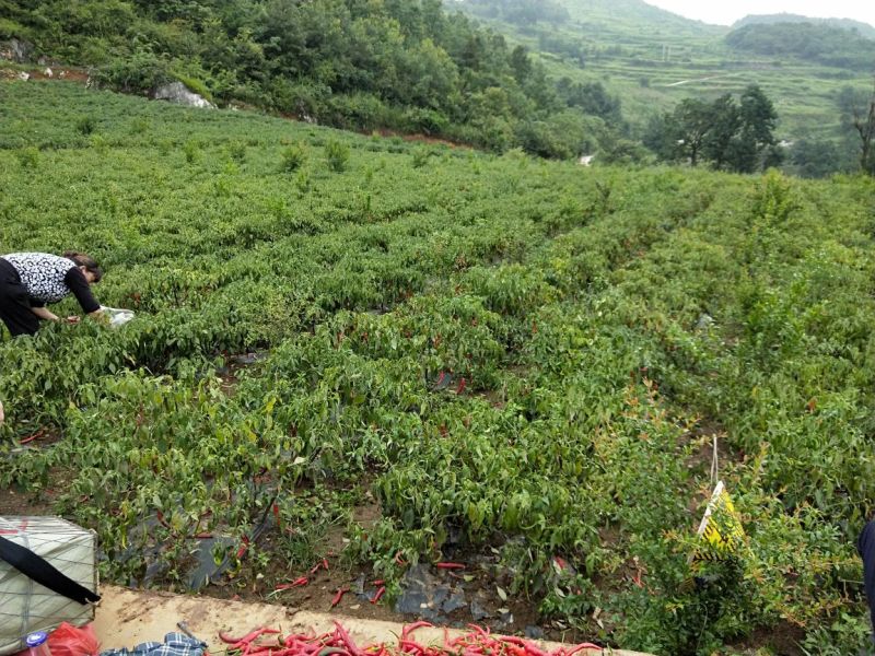 线椒出售一次可以2000斤左右