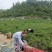 线椒出售一次可以2000斤左右