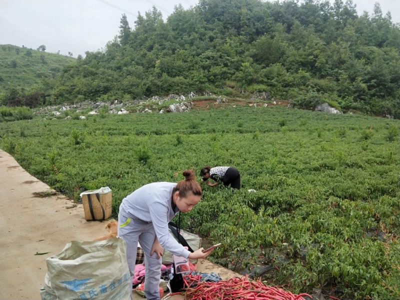 线椒出售一次可以2000斤左右