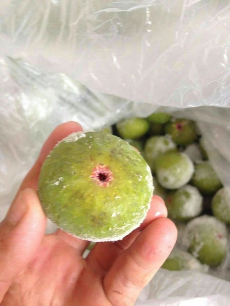 威海青皮冰冻速冻鲜果，冻干加工用果，工厂果，寻合作商家