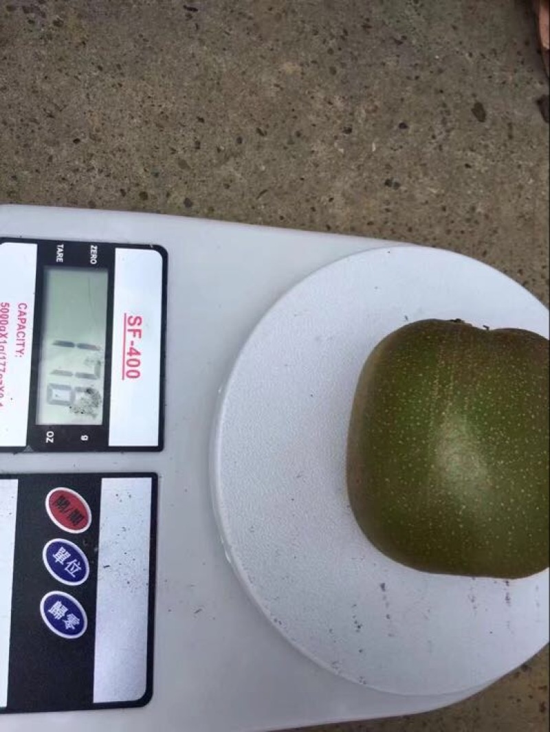 红阳猕猴桃90~110克