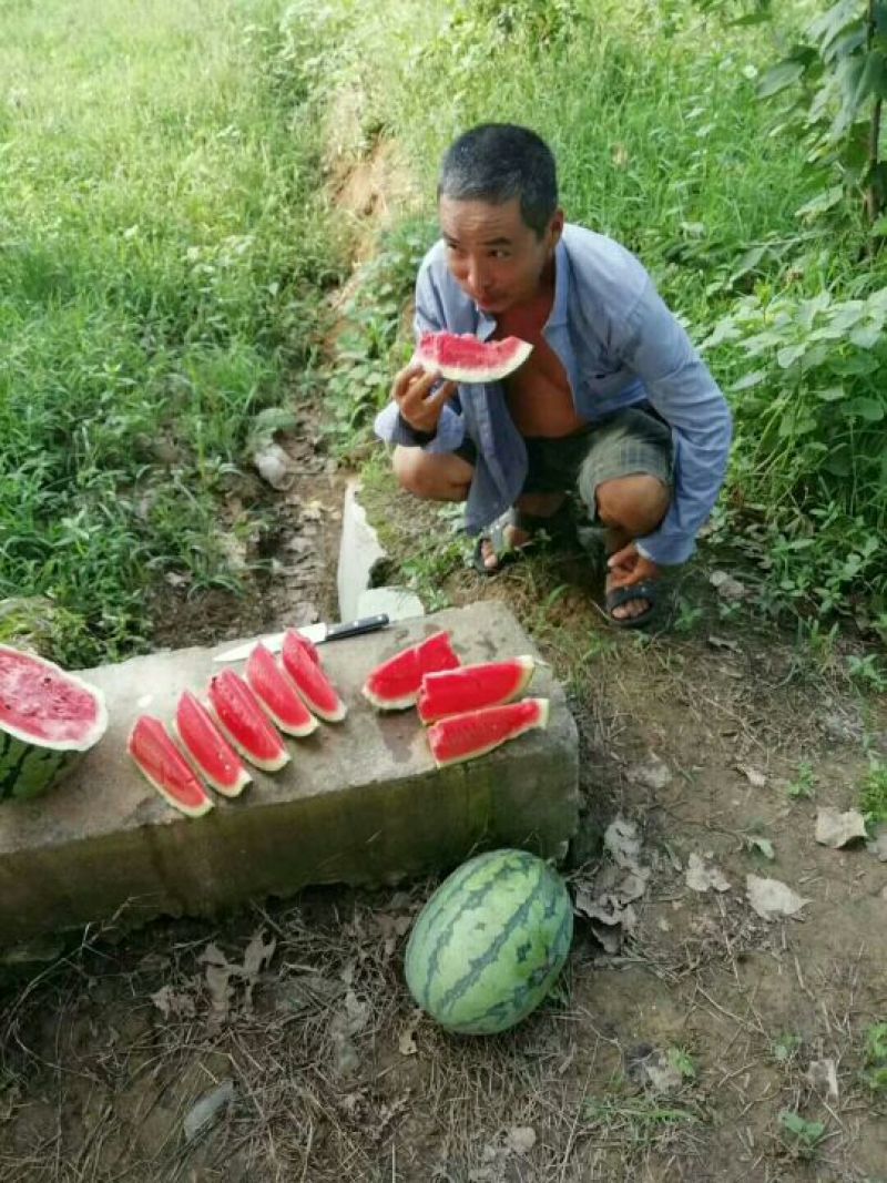 抗茬懒瓜西瓜种子50克/桶