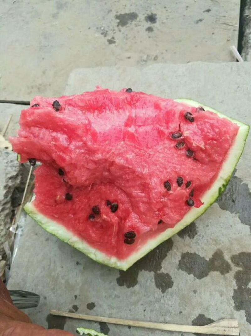 辉煌西瓜种子50克/桶