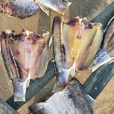 鲤鱼
