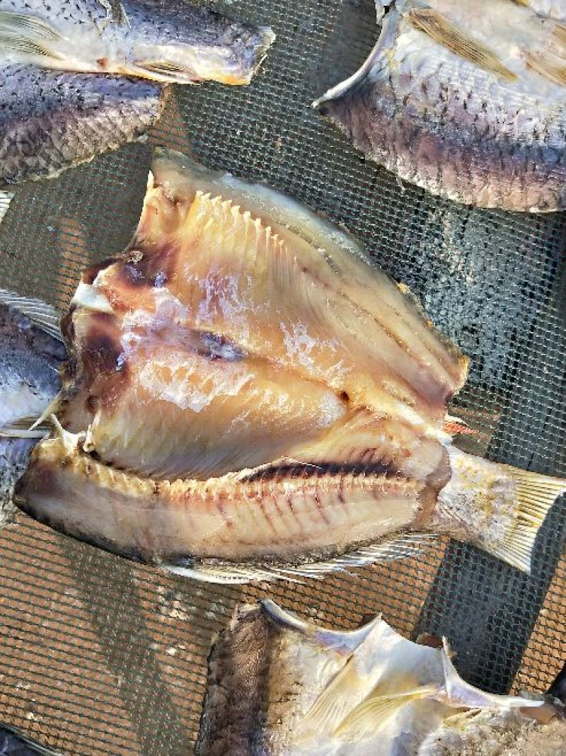 鲤鱼
