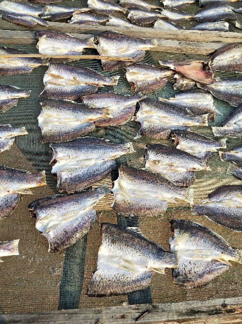 鲤鱼