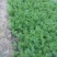 拣苗大叶香菜
