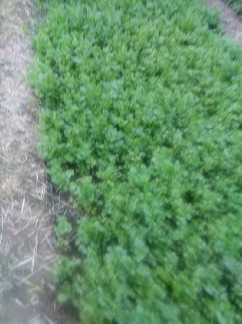 拣苗大叶香菜