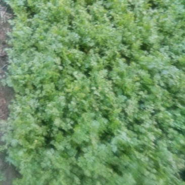拣苗大叶香菜