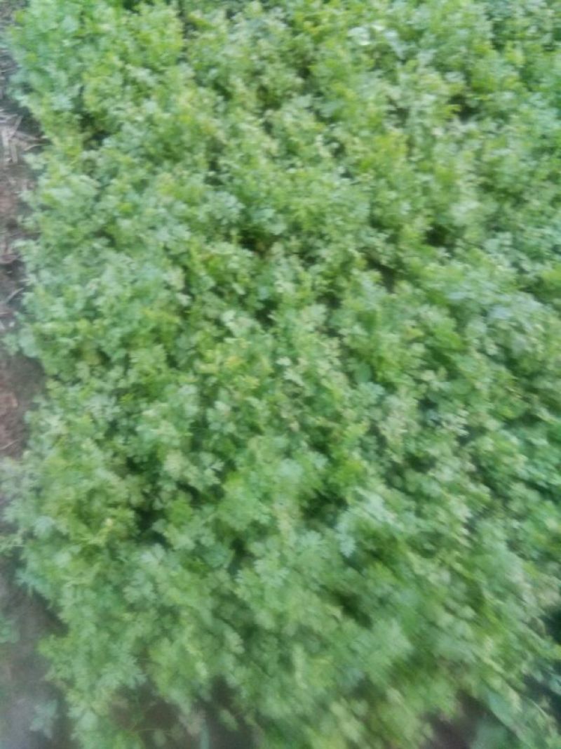 拣苗大叶香菜