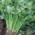 拣苗大叶香菜