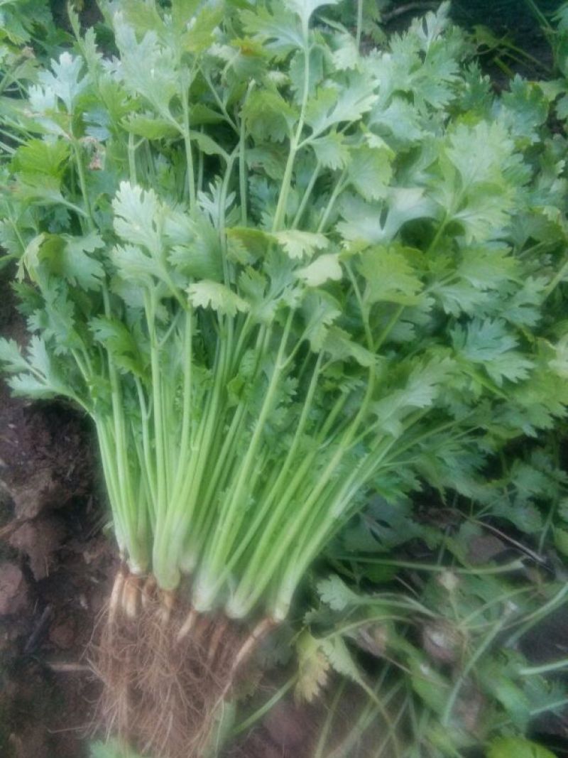 拣苗大叶香菜
