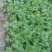 拣苗大叶香菜