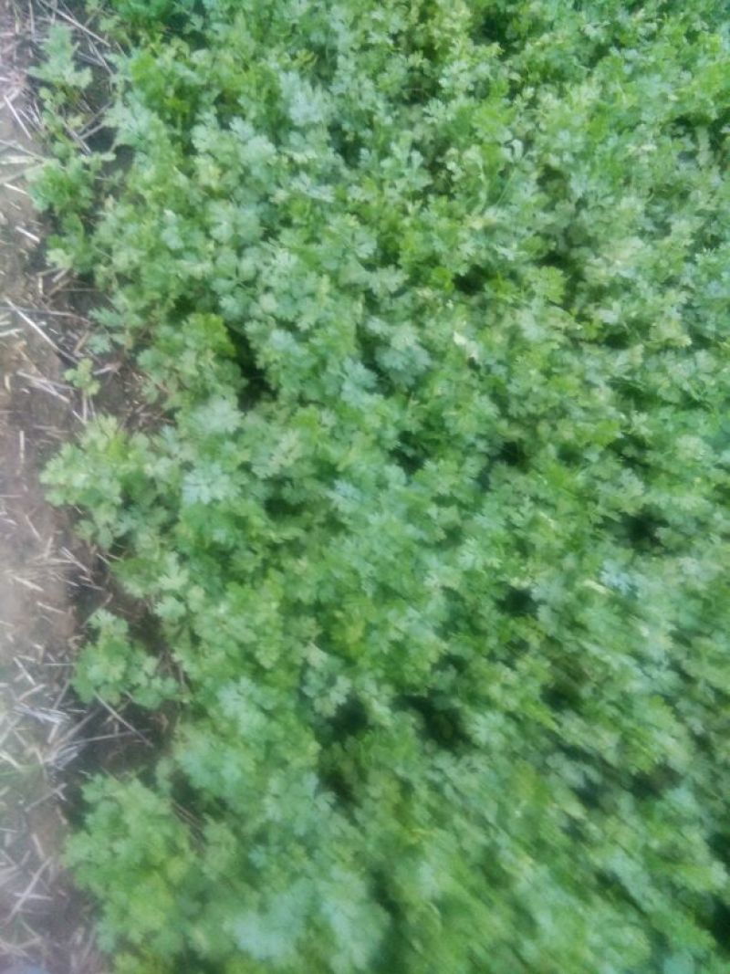 拣苗大叶香菜
