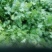 拣苗大叶香菜