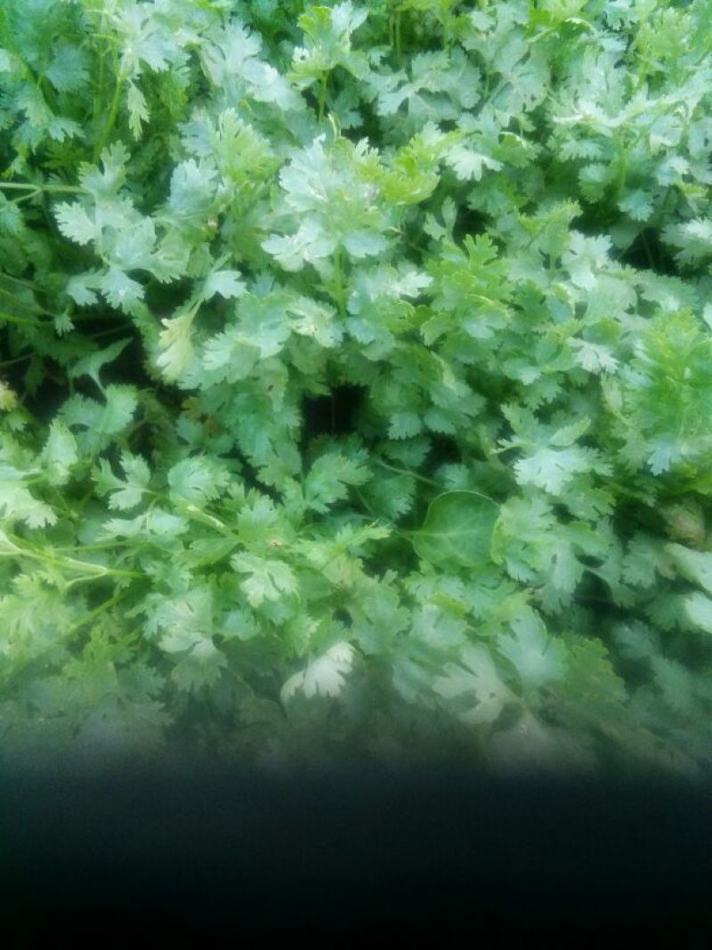 拣苗大叶香菜