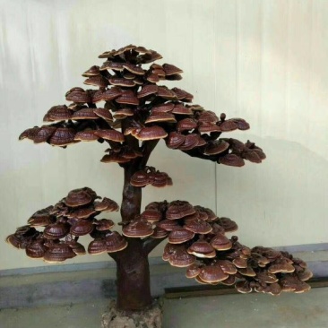 盆景，灵芝，野生灵芝，孢子粉