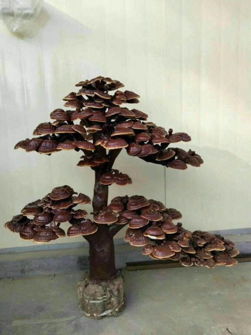 盆景，灵芝，野生灵芝，孢子粉