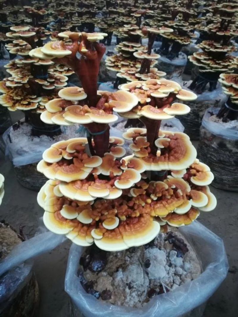盆景，灵芝，野生灵芝，孢子粉