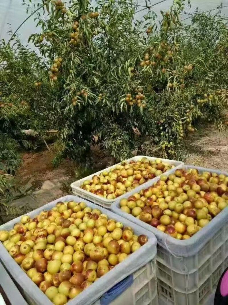 自家产地直供，