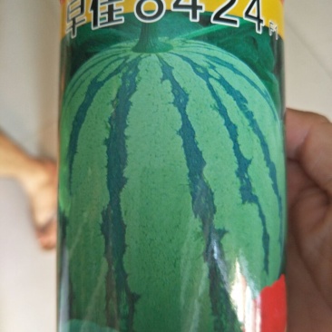 早佳8424西瓜种子50克/桶