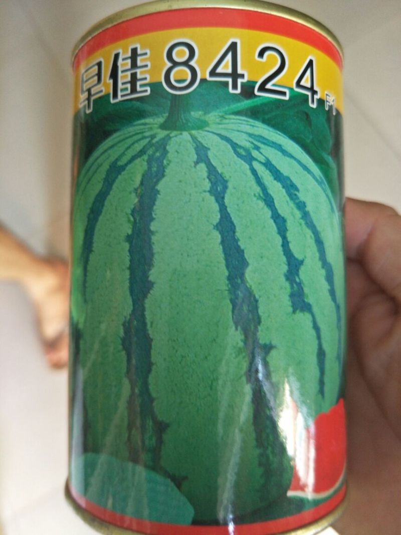早佳8424西瓜种子50克/桶