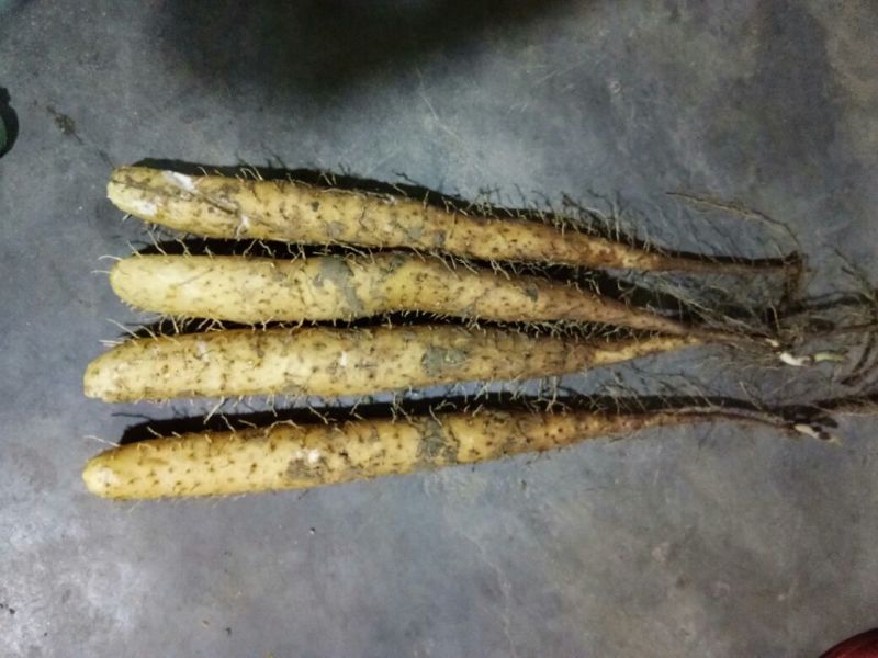白玉山药3~4厘米一级通货20~30厘米