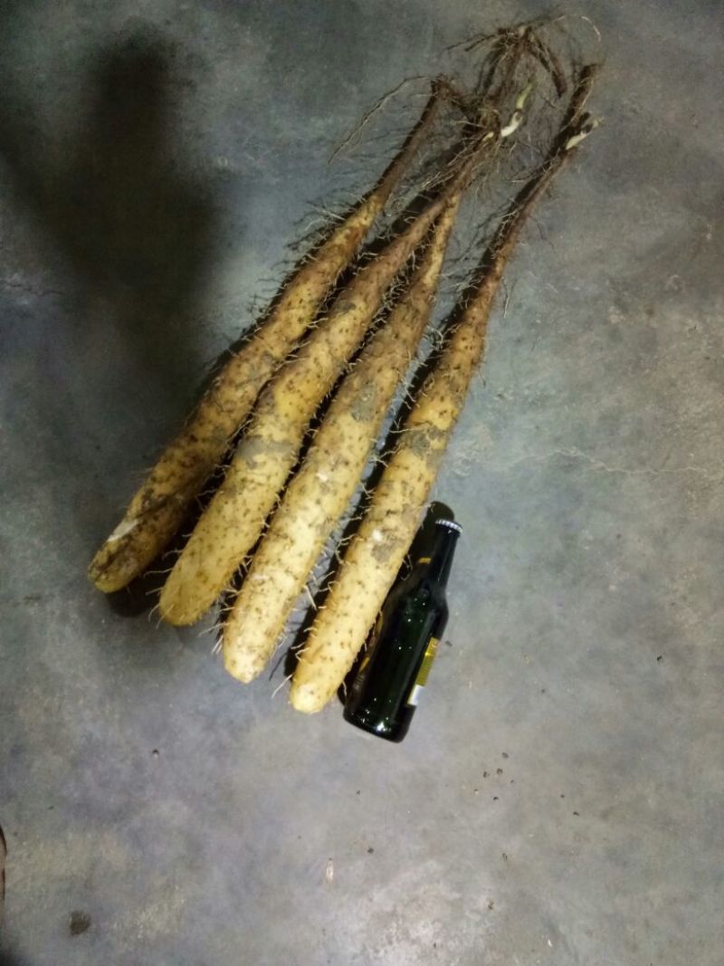 白玉山药3~4厘米一级通货20~30厘米