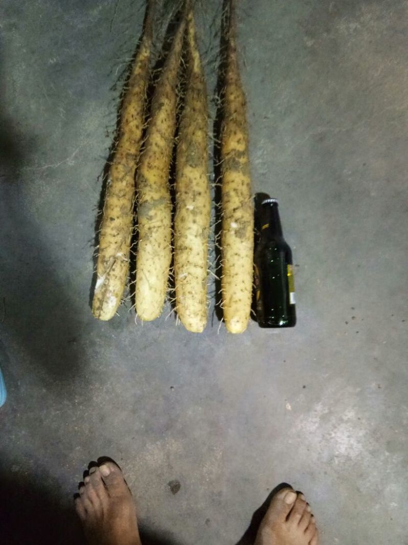 白玉山药3~4厘米一级通货20~30厘米
